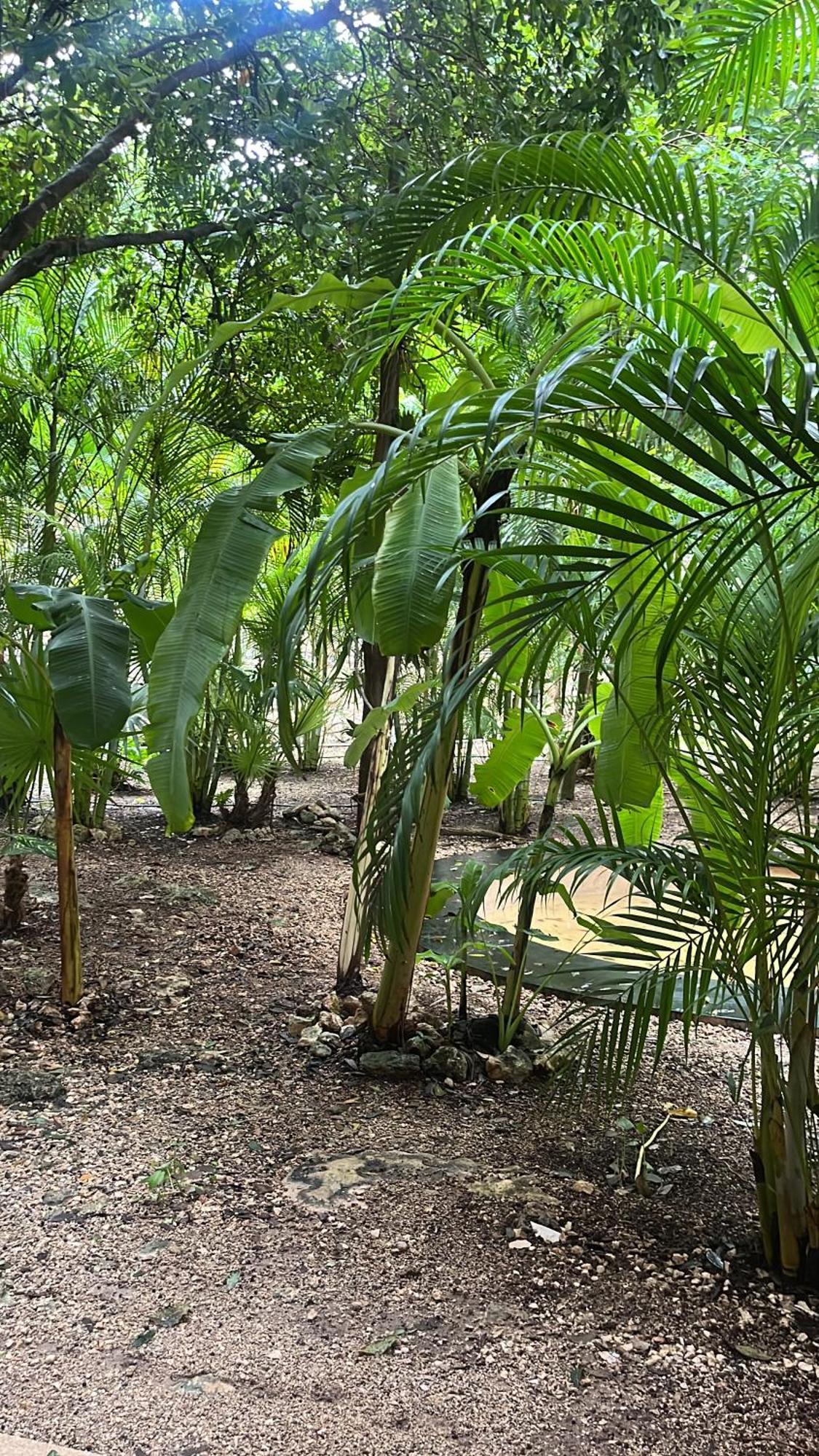 Cacao Estudio Particular Tulum